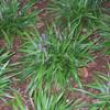 Fountain Grass